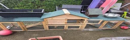 Mixed Breed rabbits for sale: 2 rabbits one white and black one gingerer in Nottingham - Advert 6