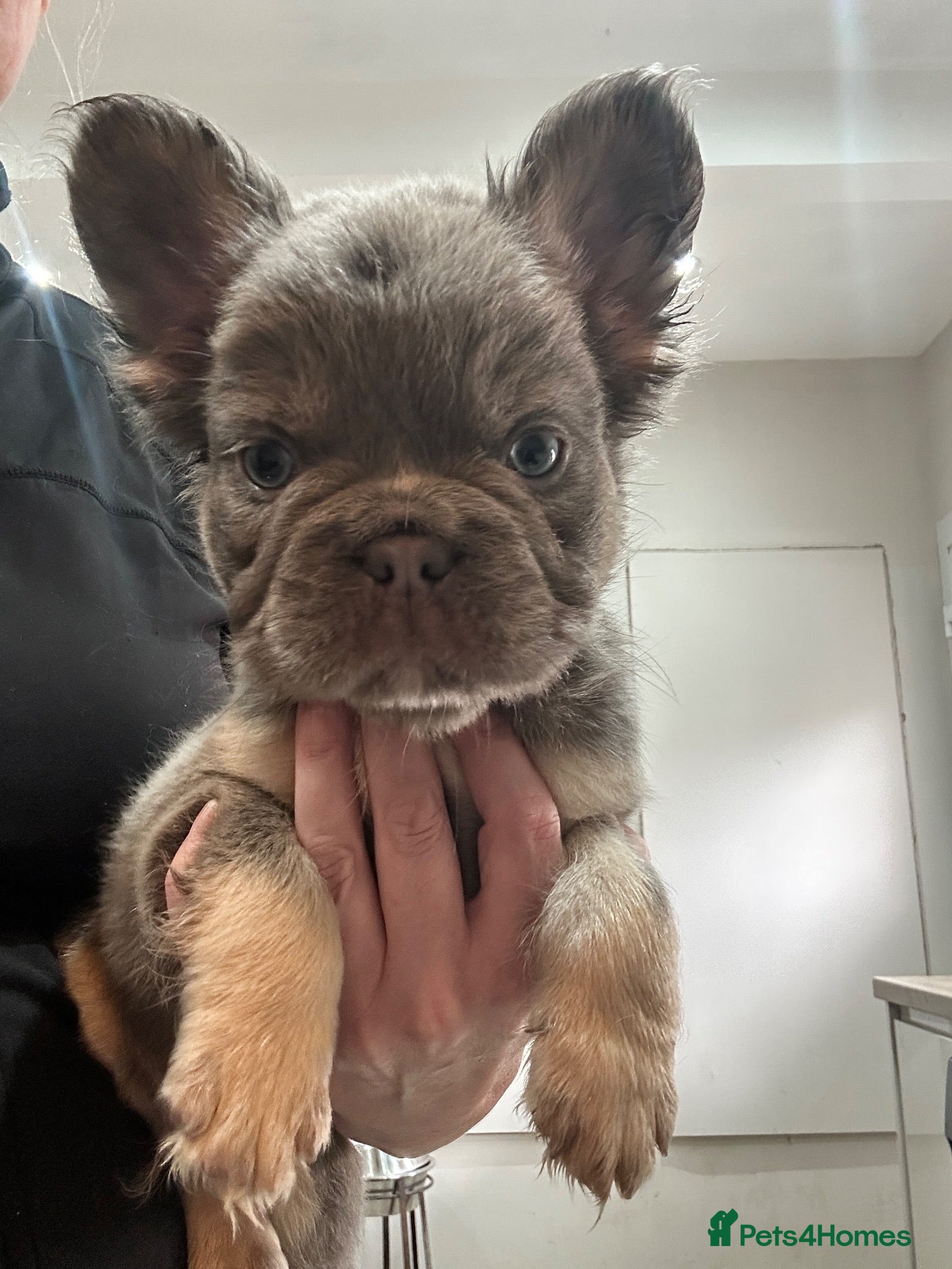 French Bulldog dogs New shade fluffy French bulldog  - Advert 2