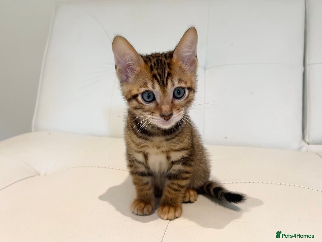 Toyger cats for sale: Full Pedigree Toyger Kittens Last Litter of 2025 - Image 18