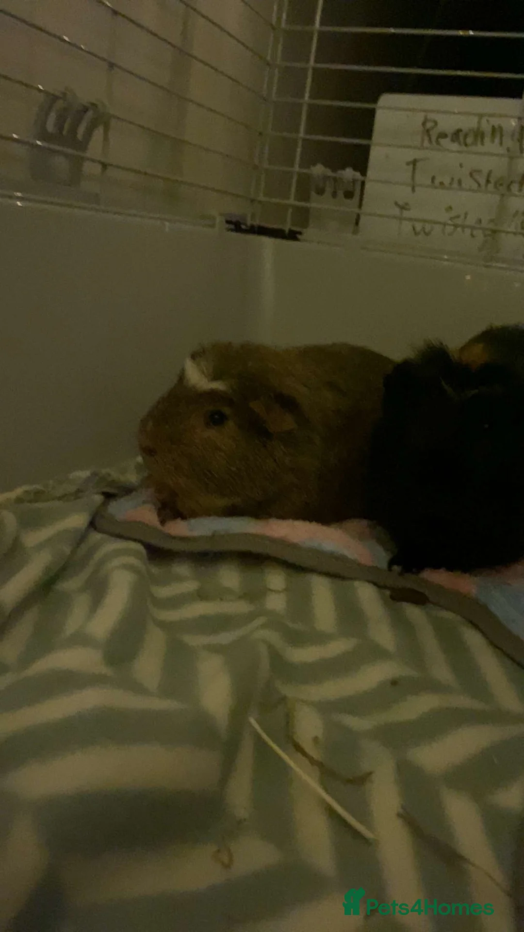 Guinea Pig rodents for sale: 2 male Guinea pigs  in Mansfield - Advert 2