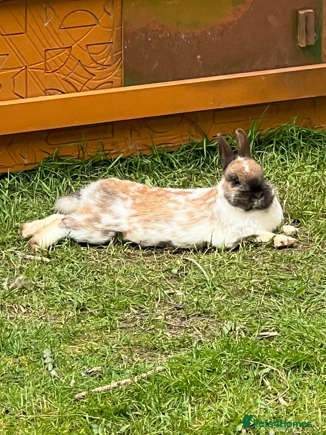 Netherland Dwarf rabbits for sale: A friendly pretty female Dwarf Rabbit - Advert 2