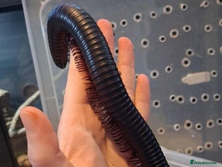 Millipedes invertebrates Giant African Millipede - Advert 4