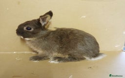 Netherland Dwarf rabbits for sale: Chocolate otter Netherland Dwarf buck for sale - Image 2