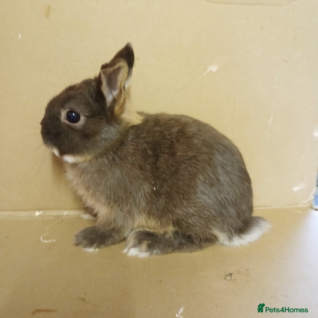 Netherland Dwarf rabbits for sale: Chocolate otter Netherland Dwarf buck for sale - Image 2