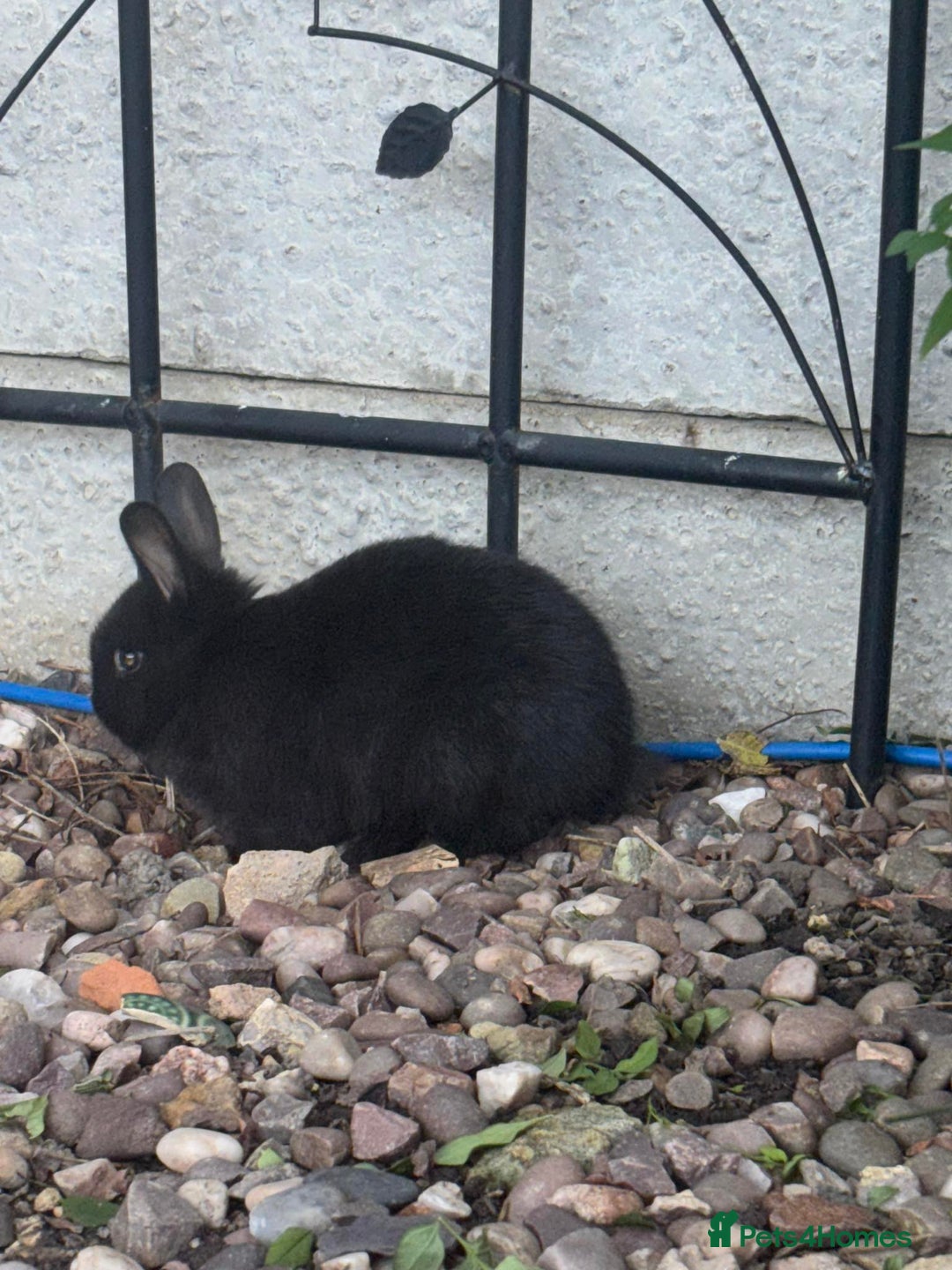 Mini Lop rabbits for sale: 5 beautiful mini lop x netherland dwarf babies - Image 4
