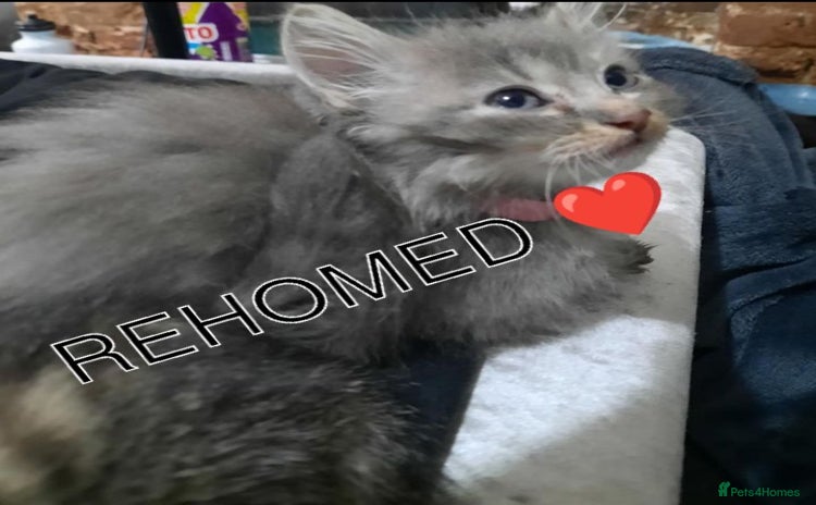 American Shorthair cats - Advert 1