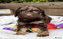 Cockapoo dogs for sale: 🤎🧡F1 Extensively Health Tested Cockapoos🧡🤎 - Image 9