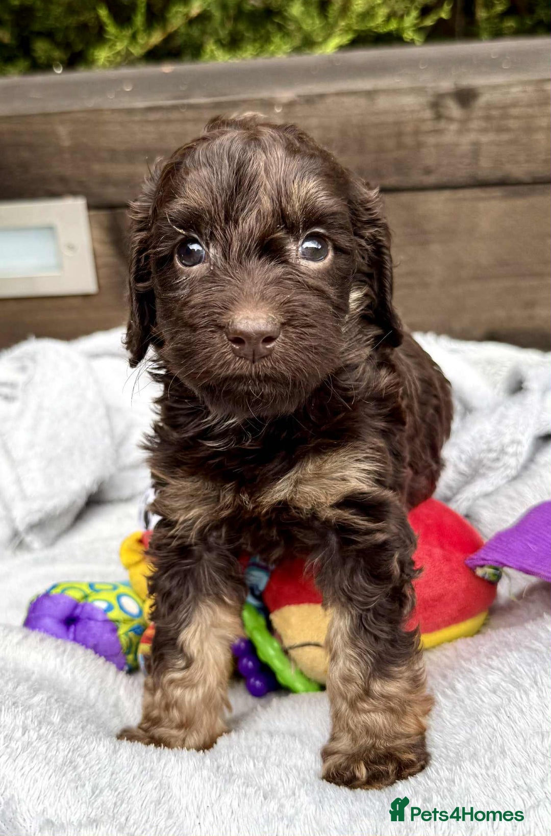 Cockapoo dogs for sale: 🤎🧡F1 Extensively Health Tested Cockapoos🧡🤎 - Image 9