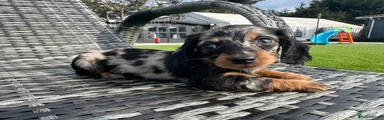 Miniature Dachshund Puppy 3