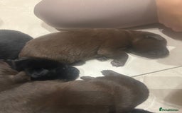 Borador dogs for sale: Beautiful Lab Collie Cross - Image 8