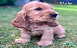Cocker Spaniel dogs for sale: Beautiful pedigree show type cocker spaniels - Image 2