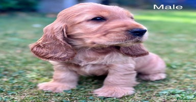 Cocker Spaniel dogs - Advert 1