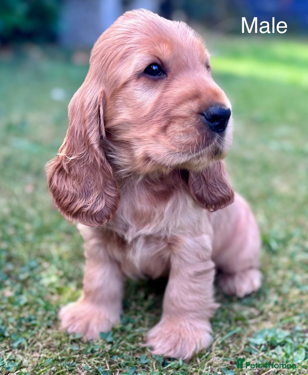 Cocker Spaniel dogs for sale: Beautiful pedigree show type cocker spaniels - Image 2