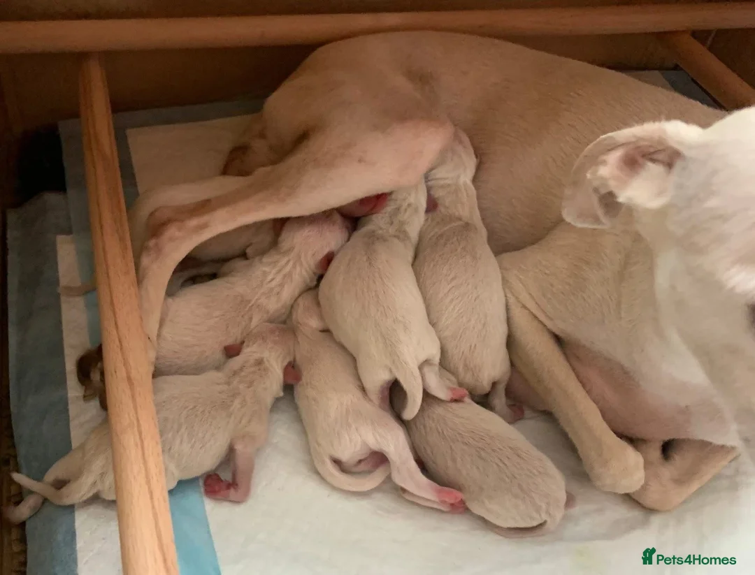 Italian Greyhound dogs for stud: Romeo italian greyhound Russian Import for stud  in Liverpool - Advert 12