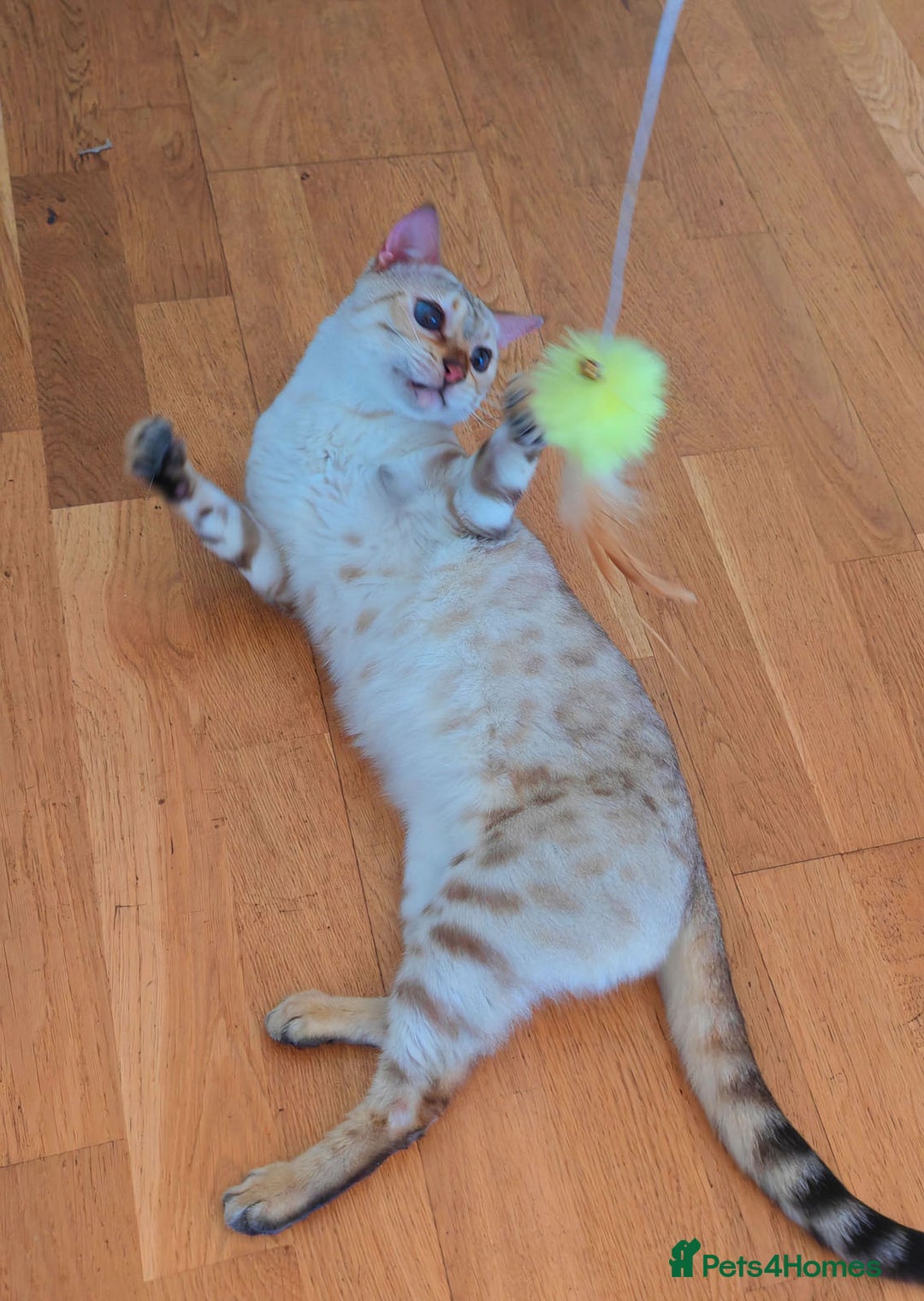 Bengal cats for sale: Rare Blue-eyed Snow Bengal female cat - Image 9