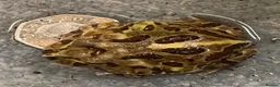 Frog reptiles for sale: Pac-Man Frogs cb26  - Advert 7