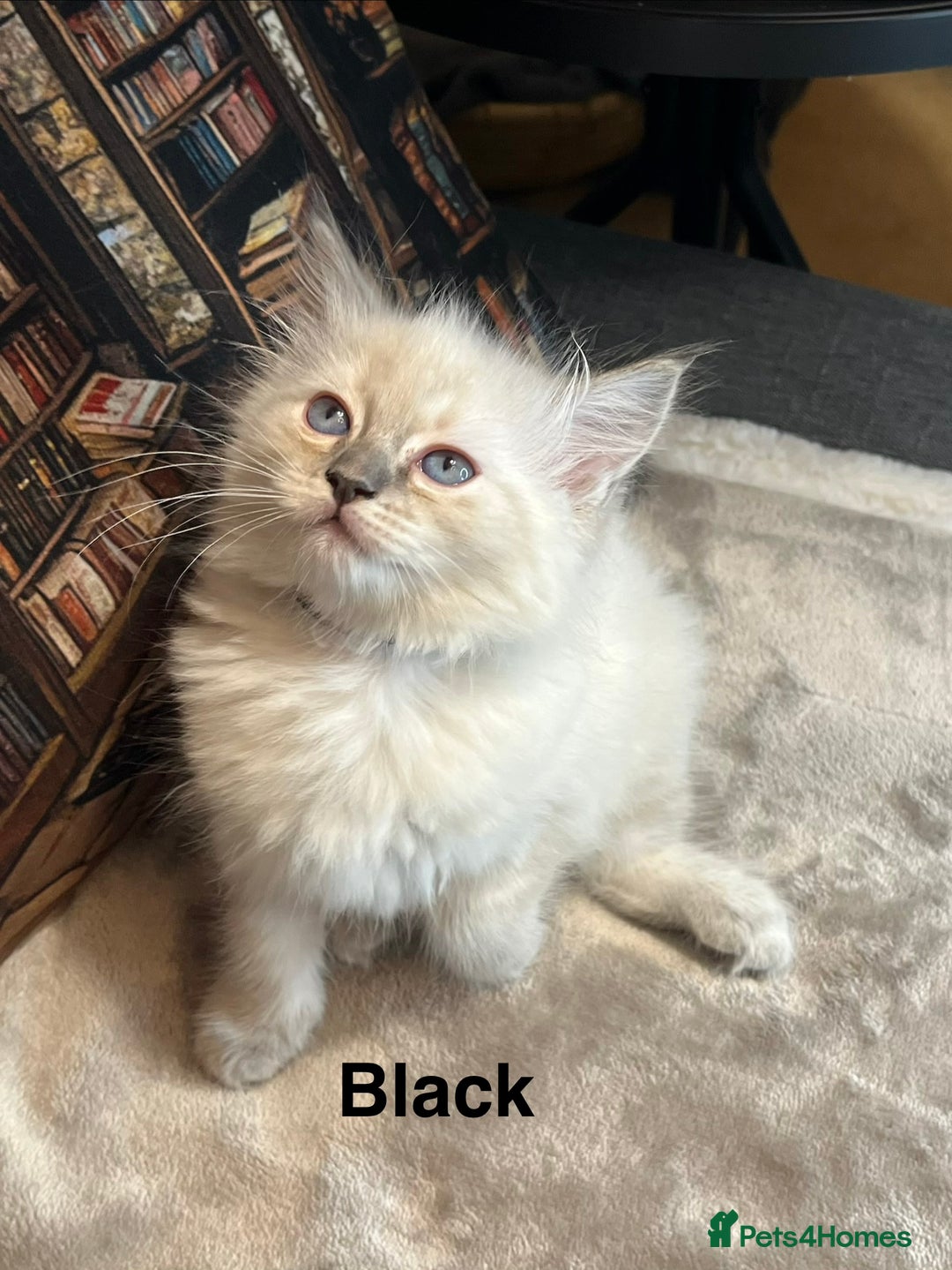 Ragdoll cats for sale: ❤️Amazing Pure Ragdoll Girls Waiting Loving Family - Advert 29