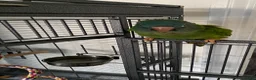 Conures birds for sale: Blue-crowned parakeet  in Bedford - Advert 2
