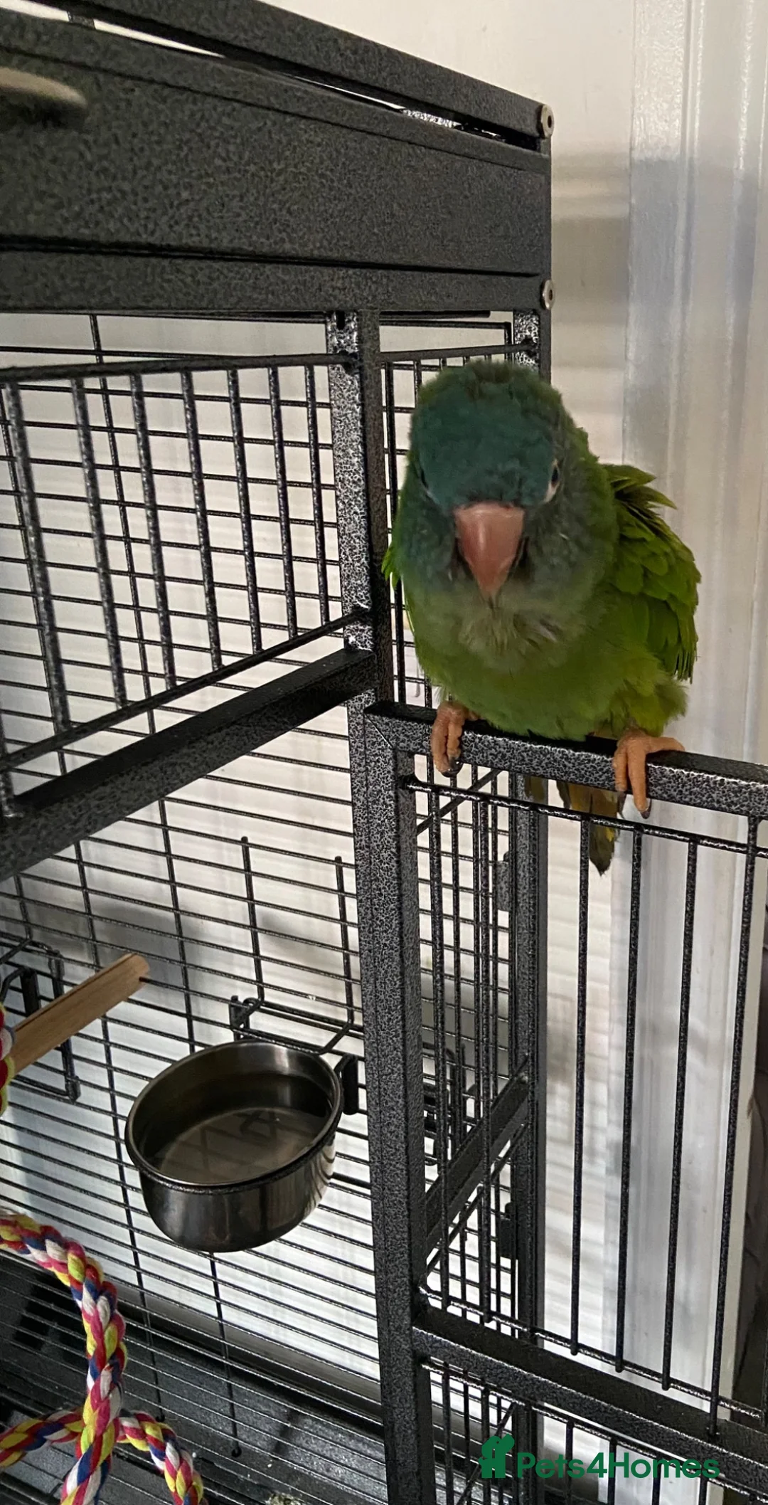 Conures birds for sale: Blue-crowned parakeet  in Bedford - Advert 2