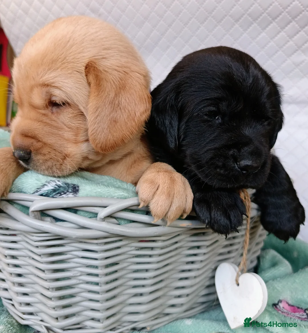 Labrador Retriever dogs for sale: KC reg yellow & black Labrador puppies socialised - Advert 20