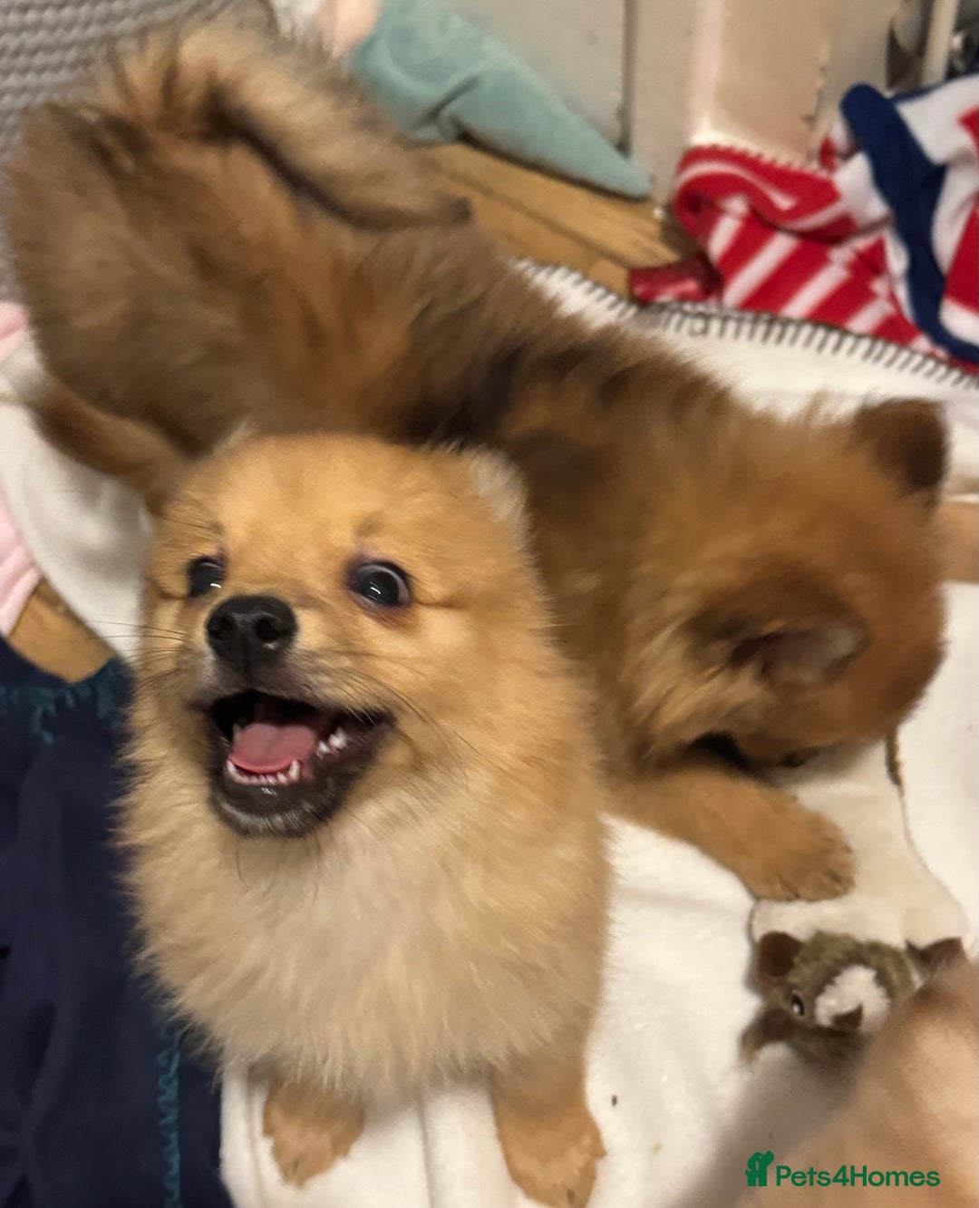 Pomeranian dogs for sale: Pomeranian puppies (Spitz) - Advert 9