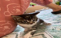 Mixed Breed cats for sale: Kittens for sale  - Image 2