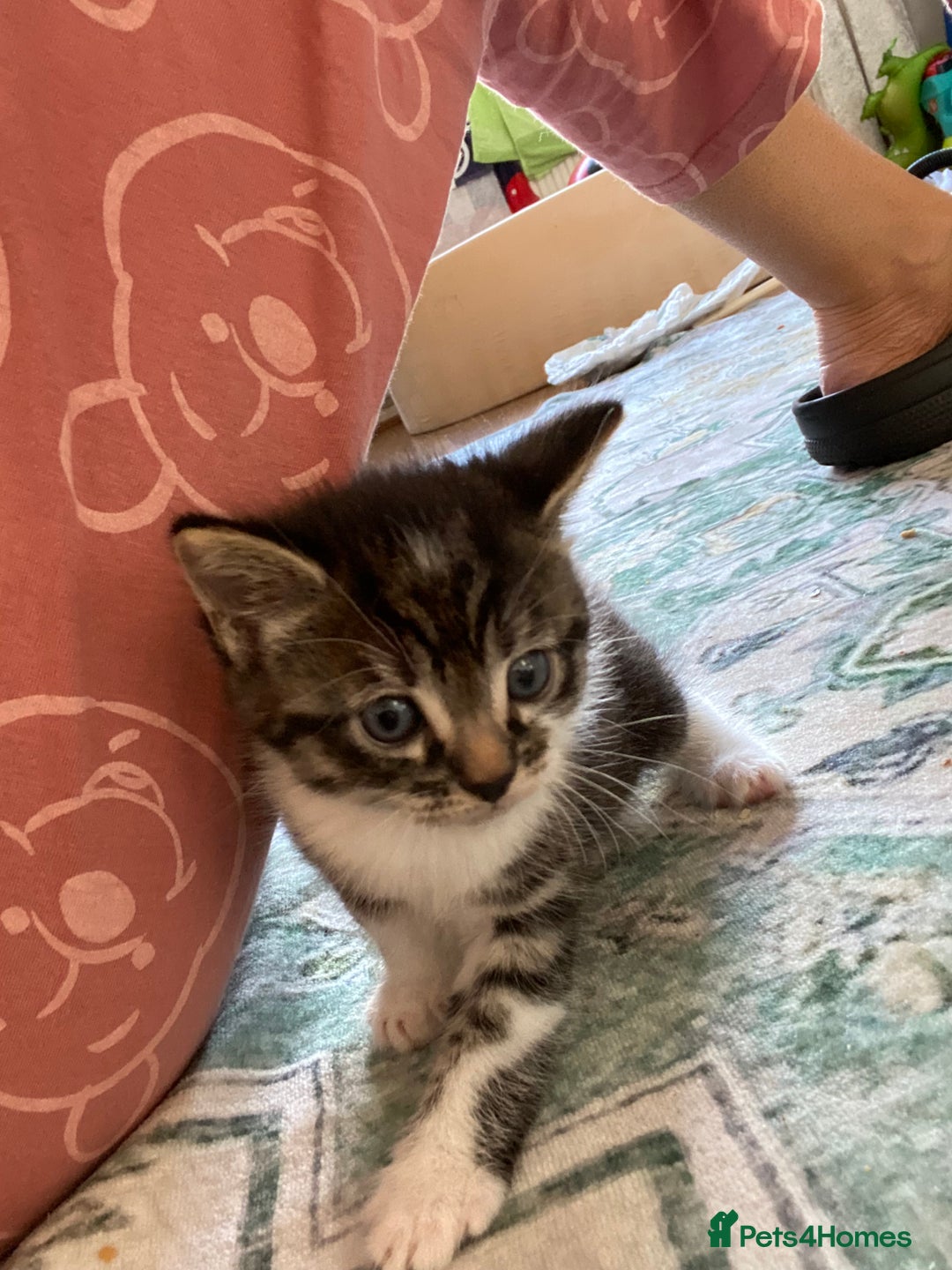 Mixed Breed cats for sale: Kittens for sale  - Image 2