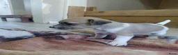 Jack Russell dogs for sale: 8 Beautiful Jack russell puppies - Advert 4