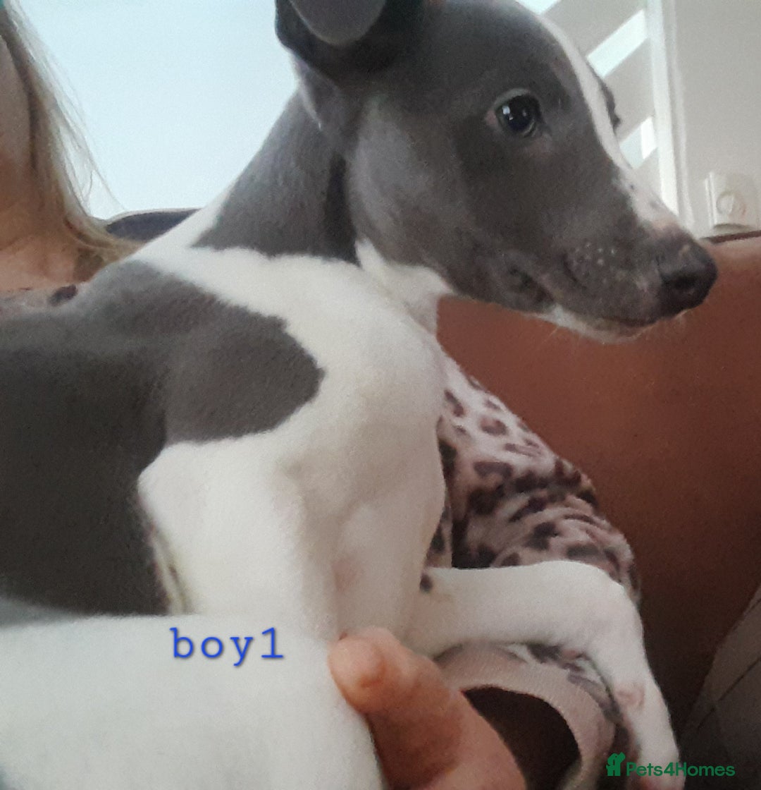 Whippet dogs for sale: Beautiful whippet puppies  - Advert 5
