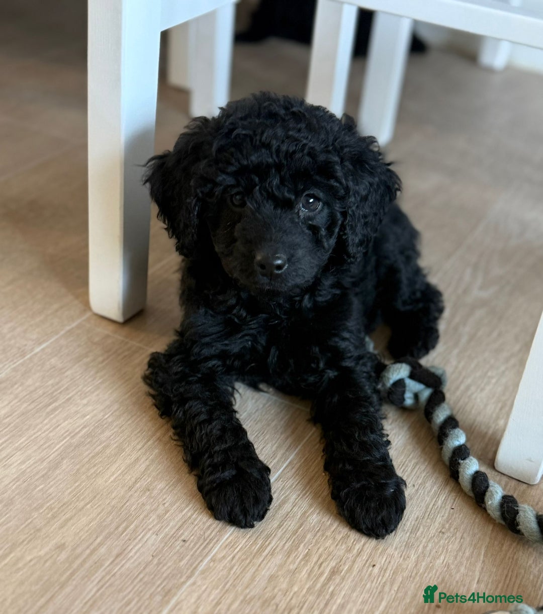 Labradoodle dogs for sale: READY NOW🧸Micro Miniature Teddybear Labradoodles  - Advert 14