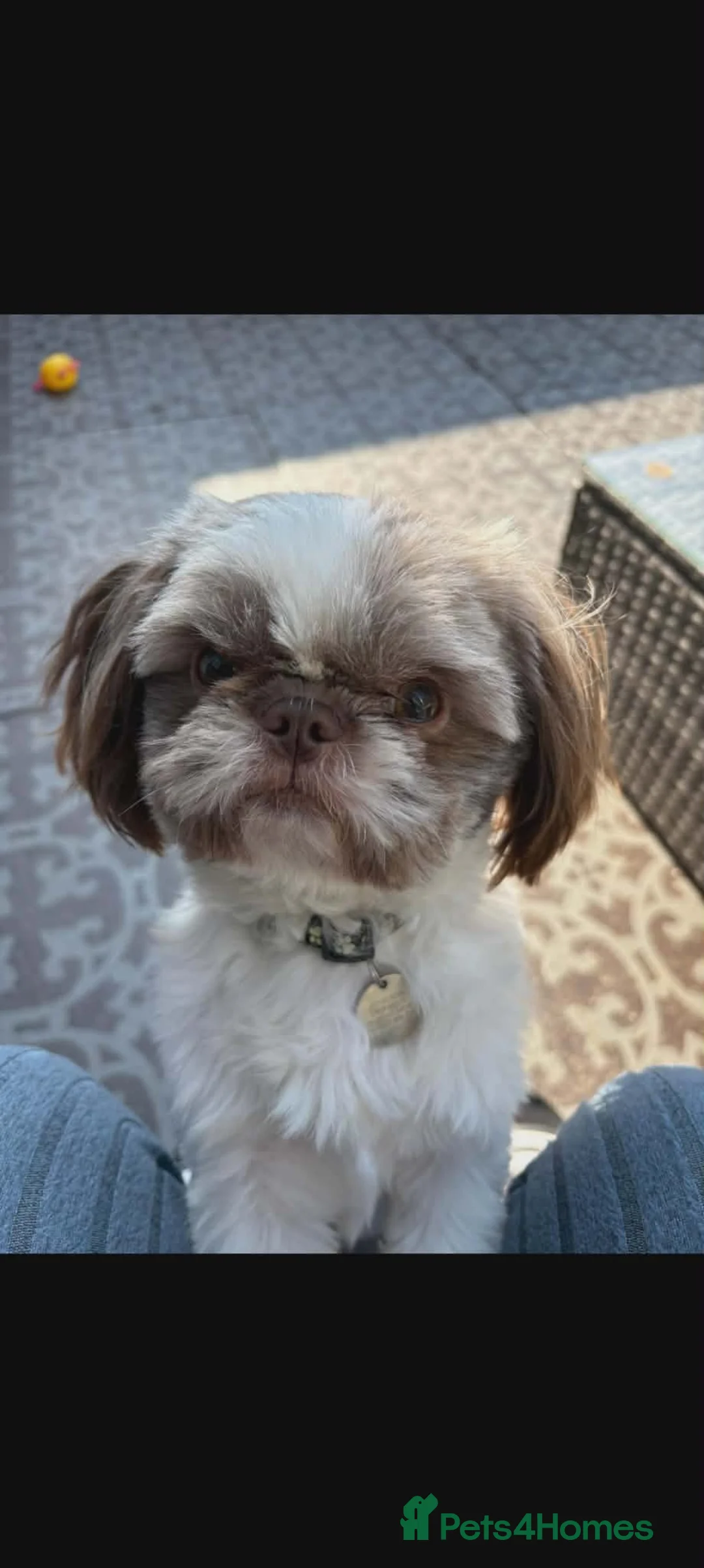 Mixed Breed dogs for sale: Cock-a-tzu  - Advert 2