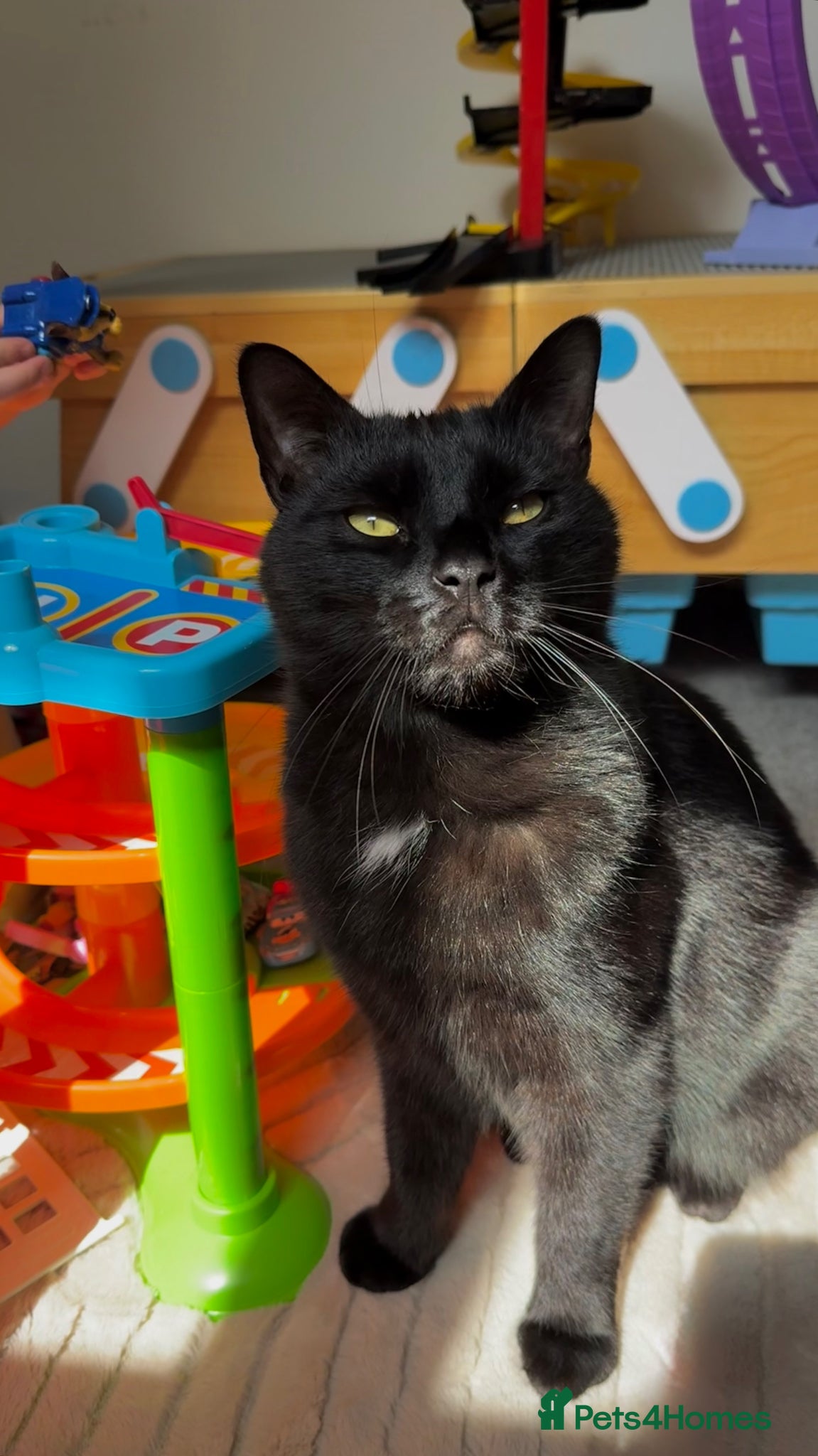 Mixed Breed cats Male house cat for Sale - Advert 1