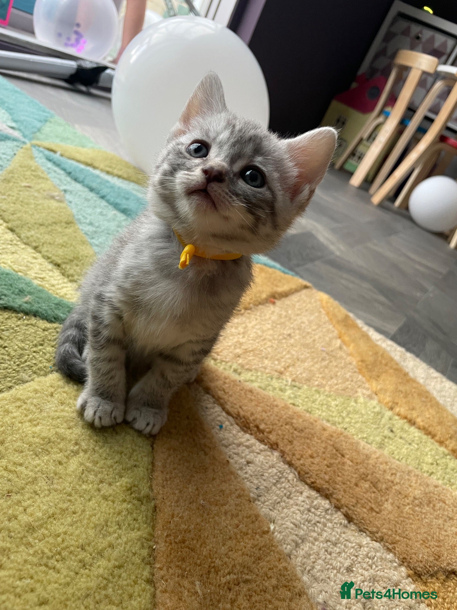 British Shorthair cats 4 beautiful British shorthair mixes.  - Advert 16