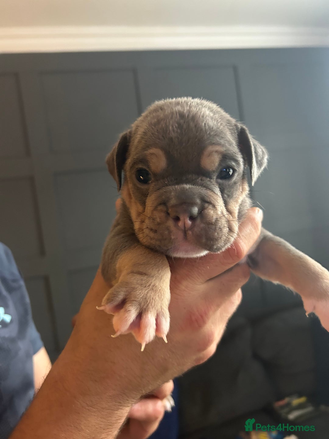 Mixed Breed dogs for sale: Bulldog puppy’s  - Image 2