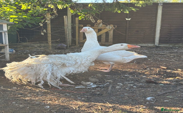 Geese poultry - Advert 11