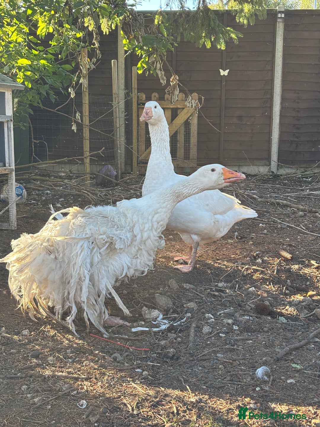 Geese poultry for sale: Sebastopol geese  - Image 1