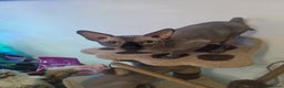 Sphynx cats for stud: Canadian  Spynkx  4 years  old FOR STUD in Southampton - Advert 6