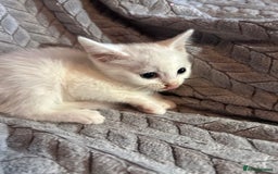 Russian Blue cats for sale: 6 beautiful kittens ❤️ - Image 15