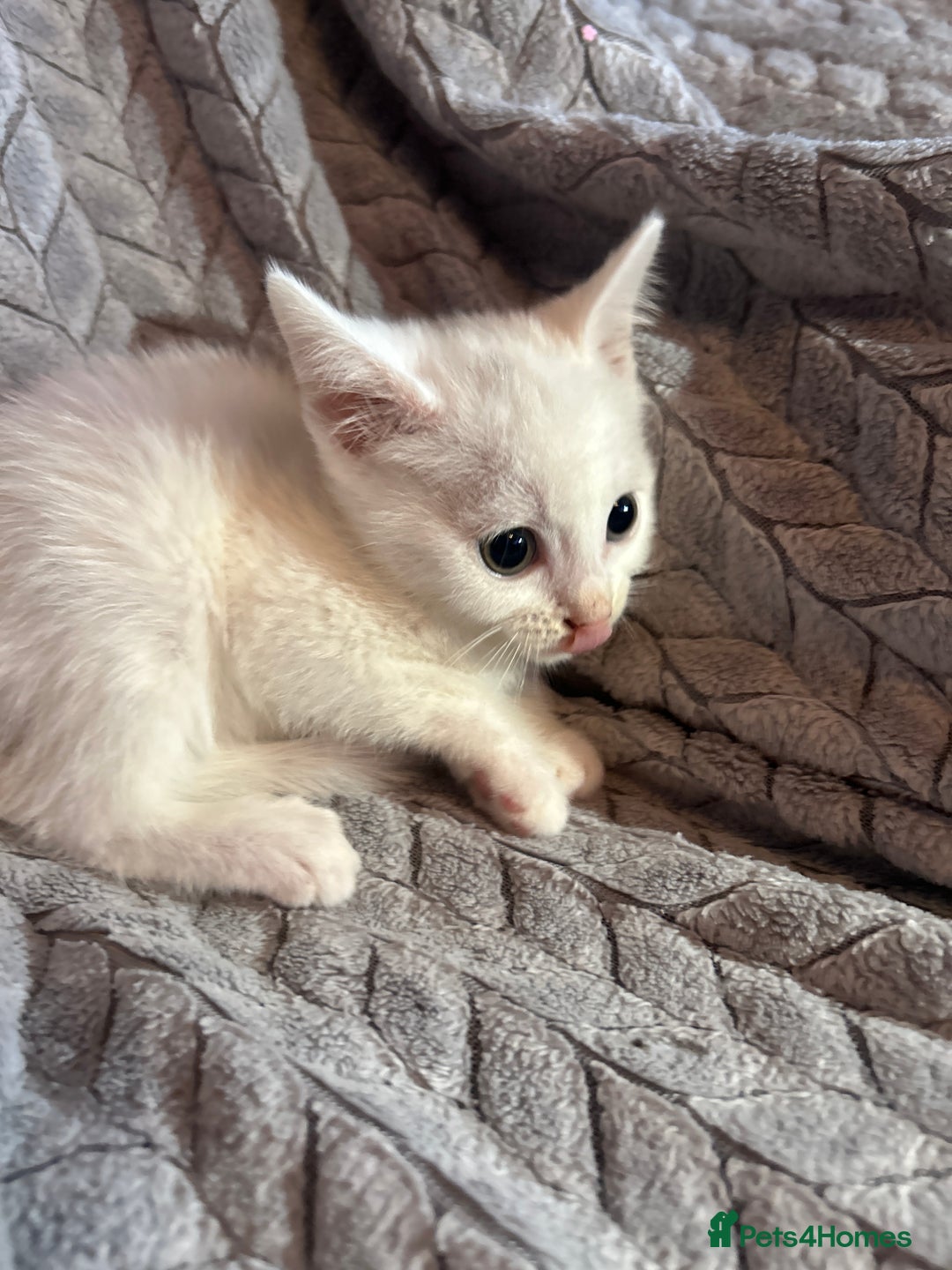 Russian Blue cats for sale: 6 beautiful kittens ❤️ - Image 15