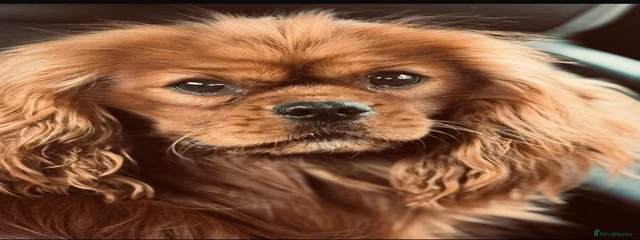 Simba