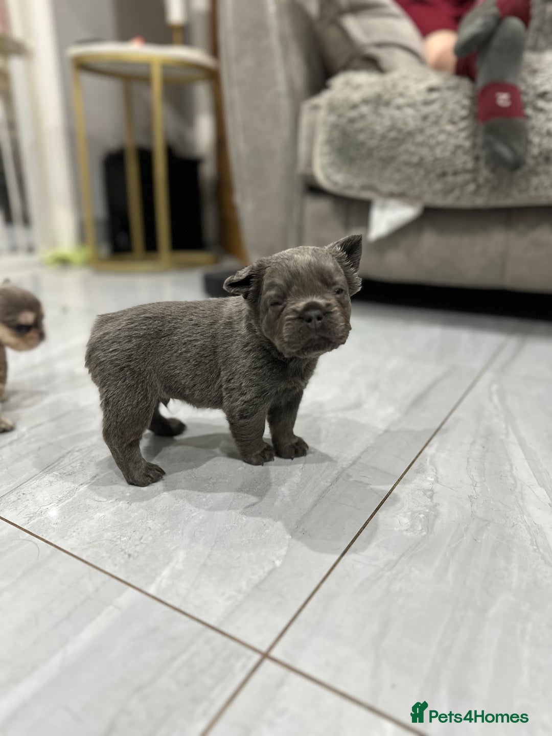 French Bulldog dogs for sale: Beautiful French bulldogs  - Advert 16