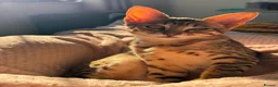 Savannah cats for sale: F6 Savannah kitten - Advert 3