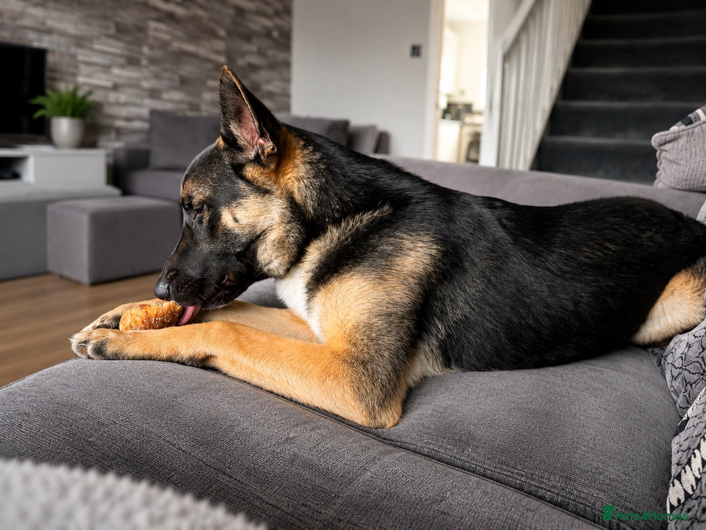 Mixed Breed dogs 8 month old German shepherd x mali - Advert 1