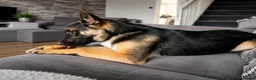 Mixed Breed dogs for sale: 8 month old German shepherd x mali - Advert 1