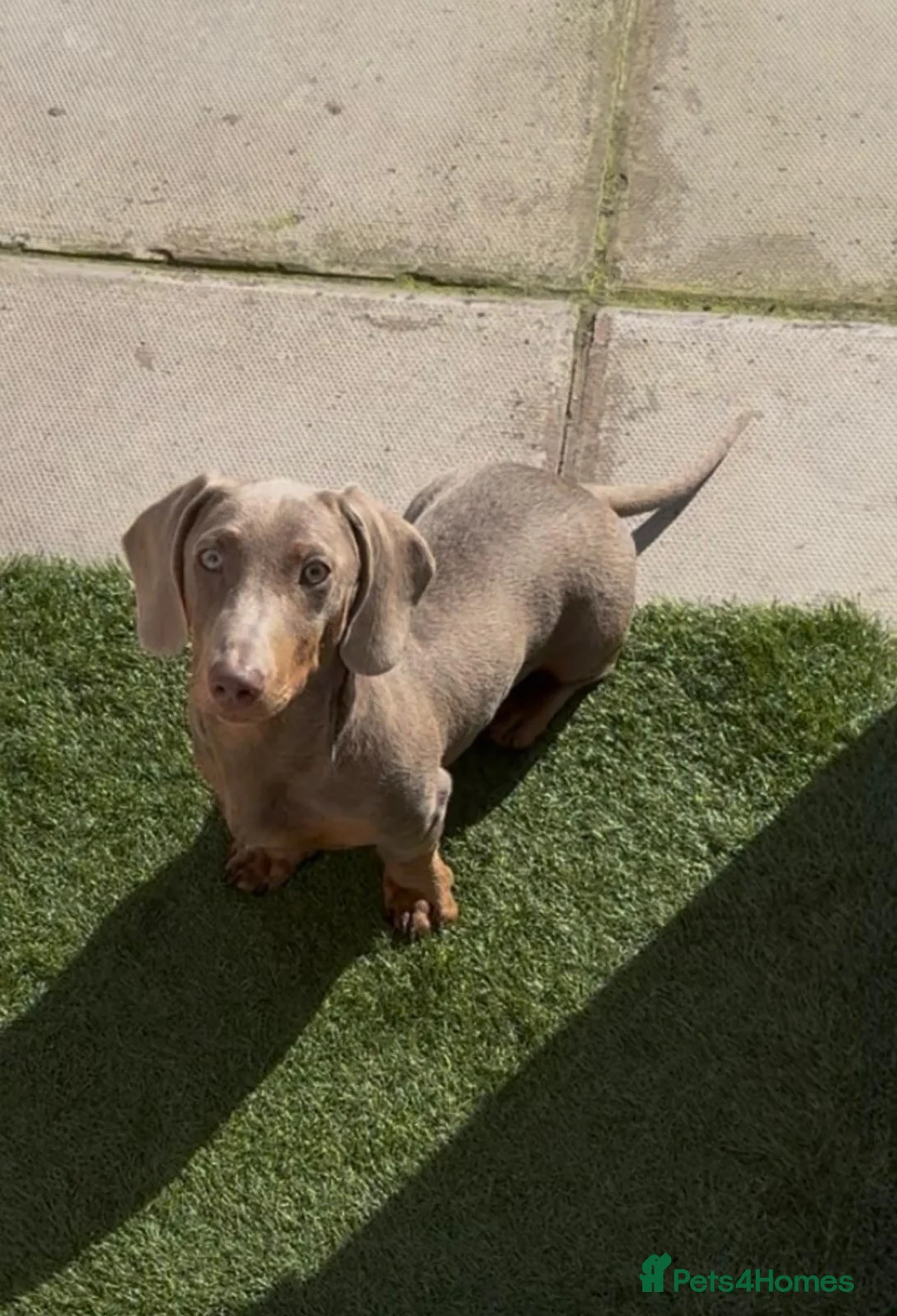 Miniature Dachshund dogs for sale: 6 month old Miniature dachshund  in Warrington - Advert 5