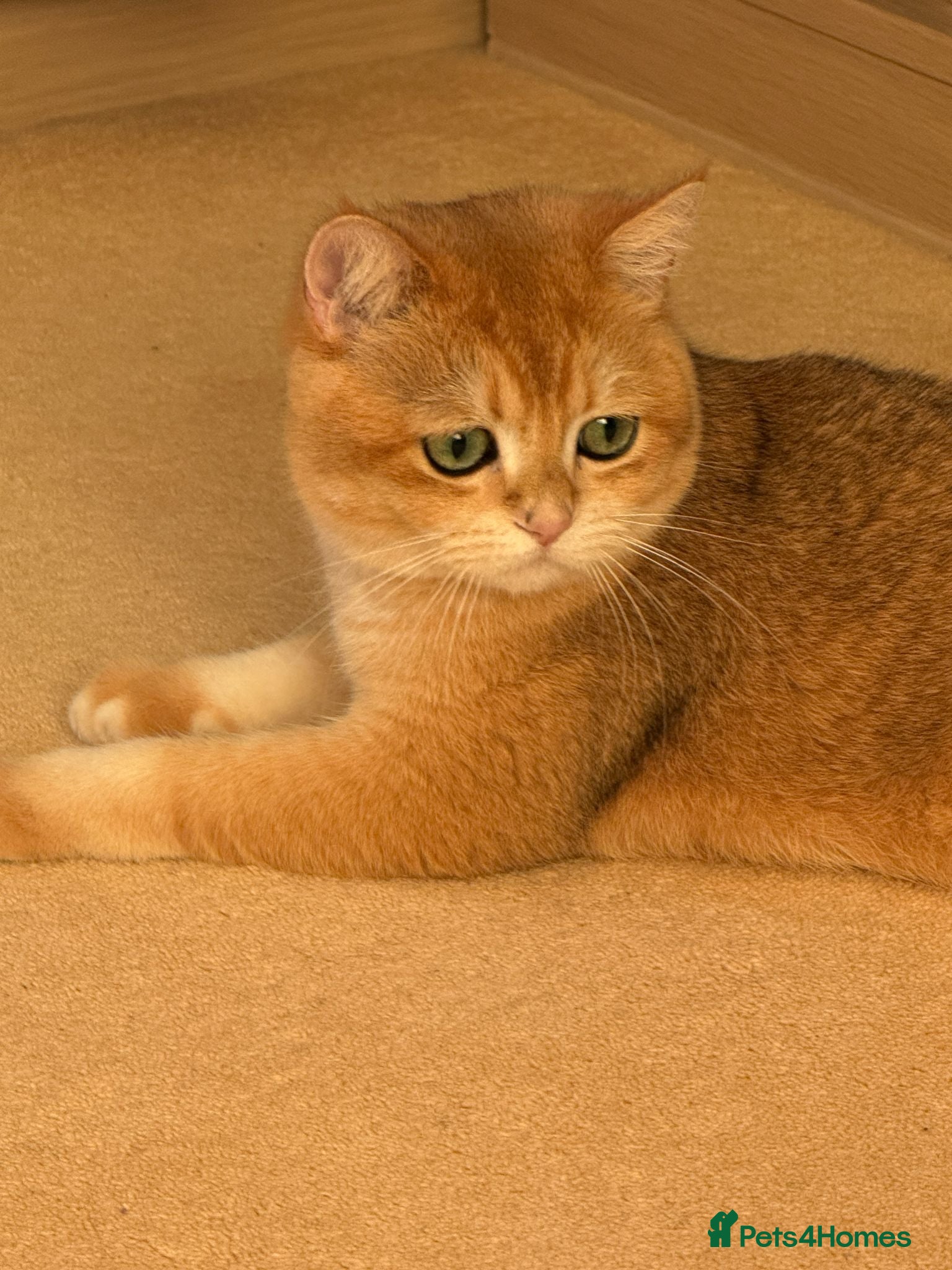 British Shorthair cats for sale: 2 boys Golden BSH for rehoming  - Advert 1