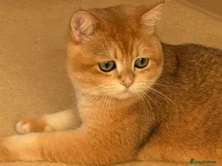 British Shorthair cats 2 boys Golden BSH for rehoming - Advert 3