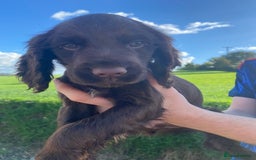Cocker Spaniel dogs for sale: Cocker spaniel  - Image 7