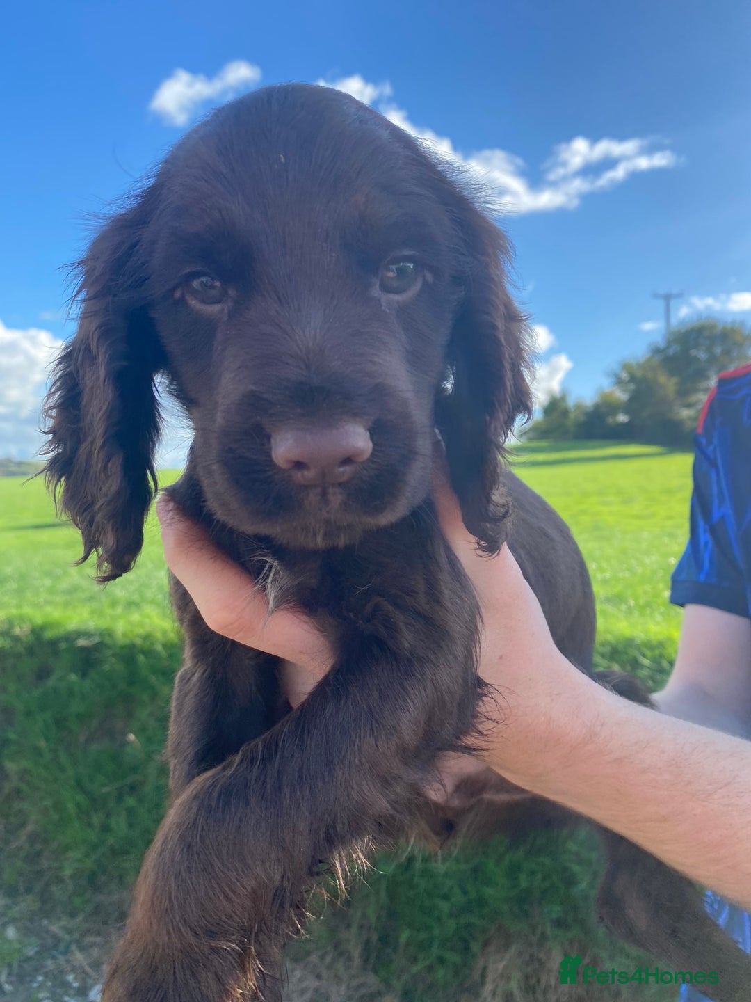 Cocker Spaniel dogs for sale: Cocker spaniel  - Image 7