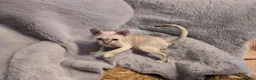 Devon Rex cats for sale: Super loving Devon Rex - Advert 6